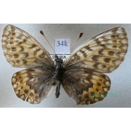 Boloria freija (Becklin, 1791) Russia34k